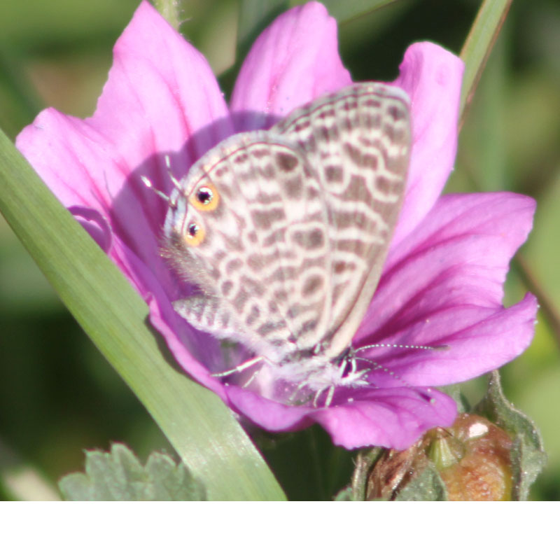 identificazione farfalla